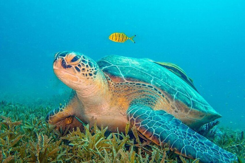 A sea turtle swimming near a coral reef with a small fish nearby. 3