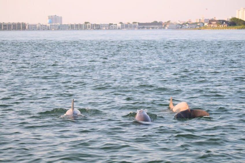 75 Minute Private Party Back Bay Sunset Cruise in Ocean City, MD 2