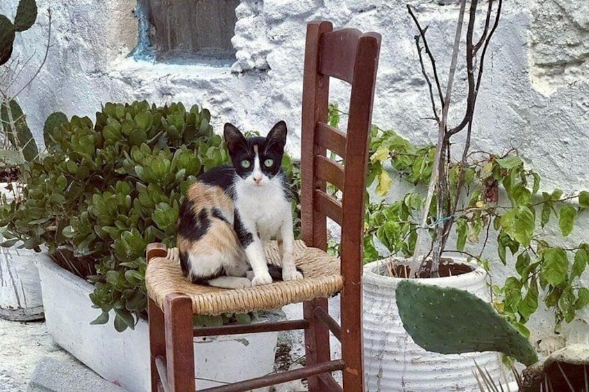 Mykonos Safari Island Tour - According To The Locals 4