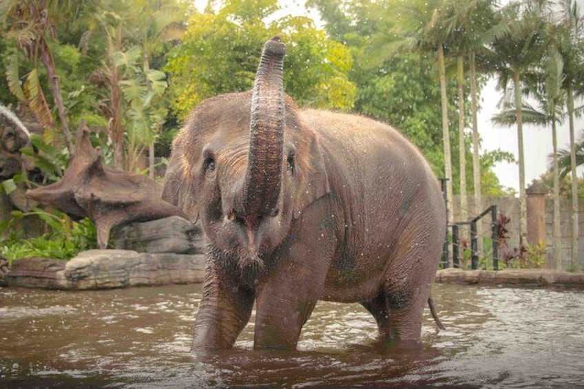 An elephant in water surrounded by greenery. 3