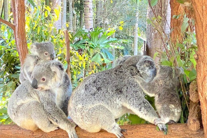 Koalas resting on a tree branch in a lush, green environment. 4
