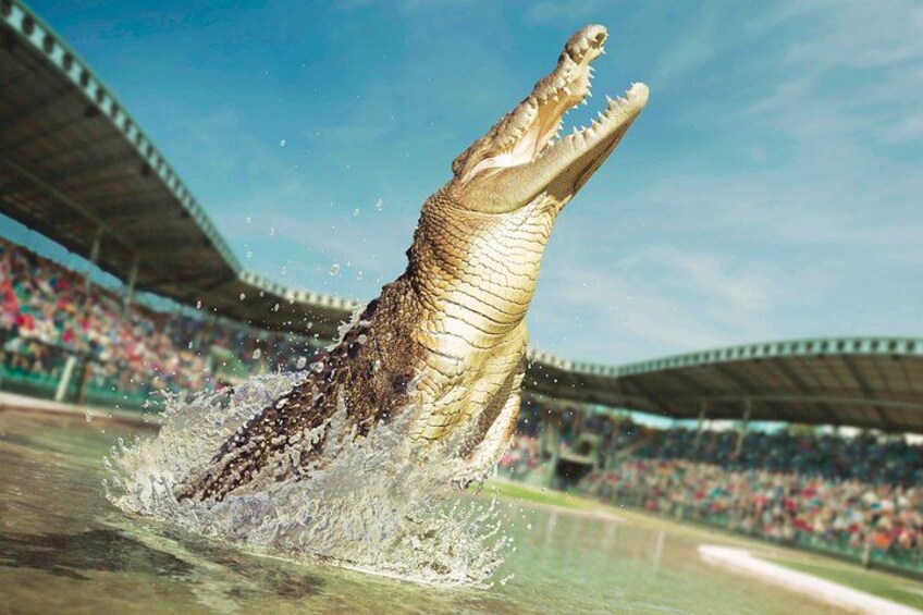 A crocodile emerging from water in a stadium with spectators. 5