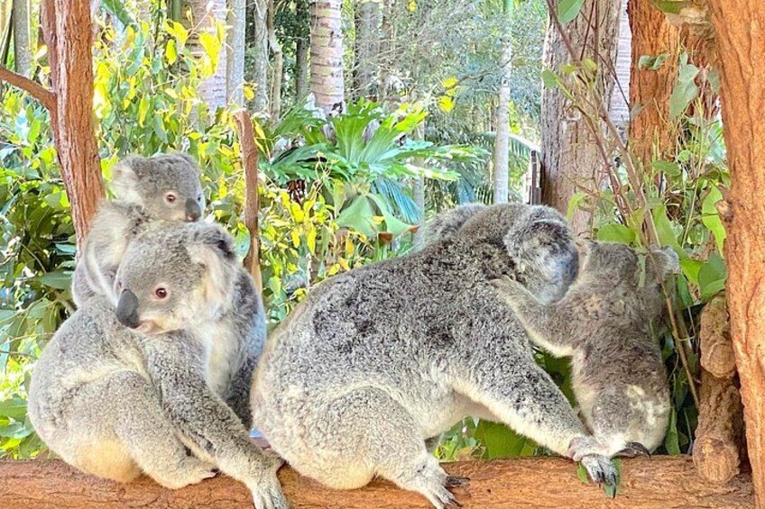 En gruppe koalaer hviler på en gren i et frodigt, grønt miljø. 5