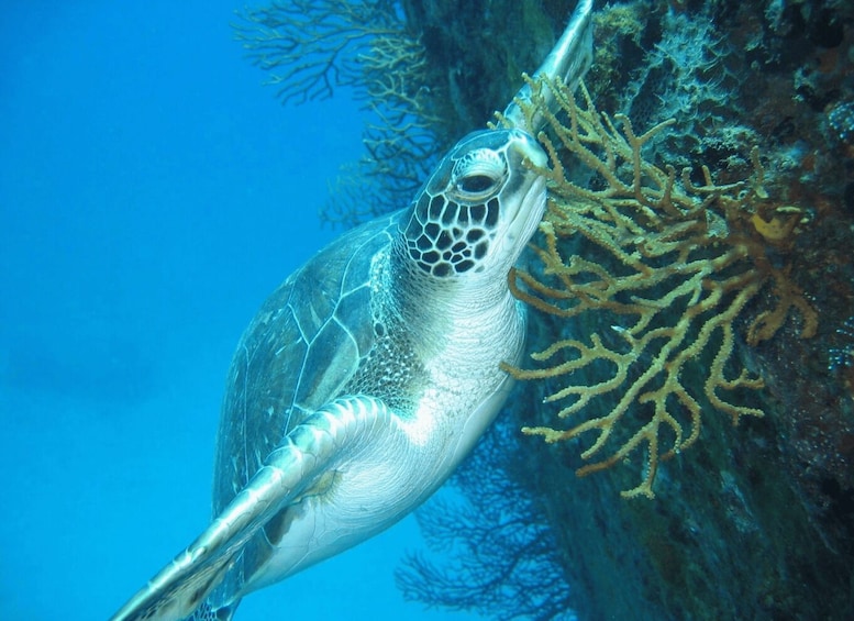 Picture 7 for Activity From Castries: St. Lucia Scuba Diving Excursion 2
