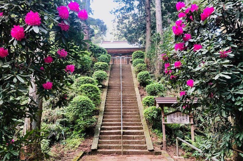 A staircase surrounded by lush greenery and vibrant pink flowers. 2