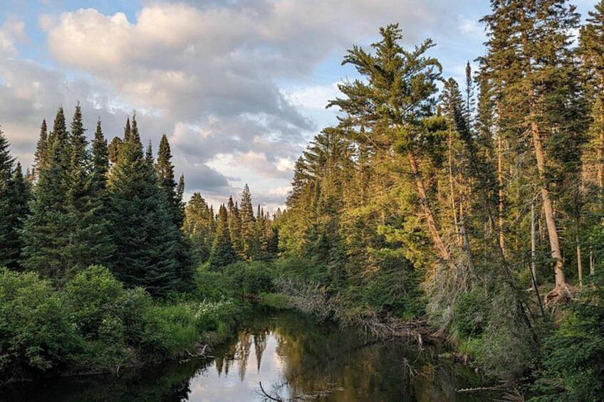 Une forêt avec de grands arbres, une rivière paisible et un ciel nuageux. 4