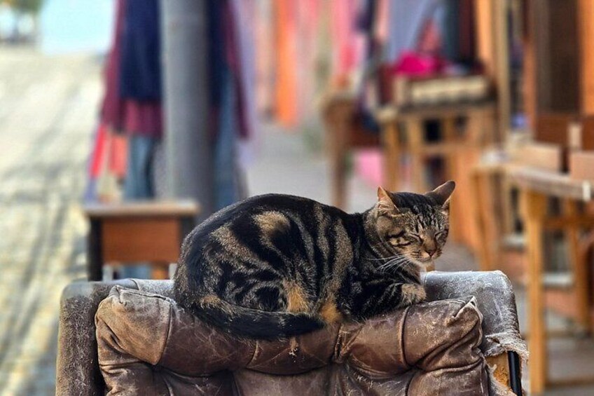 Cats don't care about nothing. They also ad an special touch to the corners and alleys of valparaiso 5
