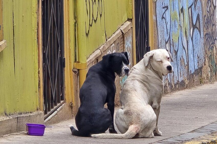 Our friends "albino brothers" always together in Urriola Street 2