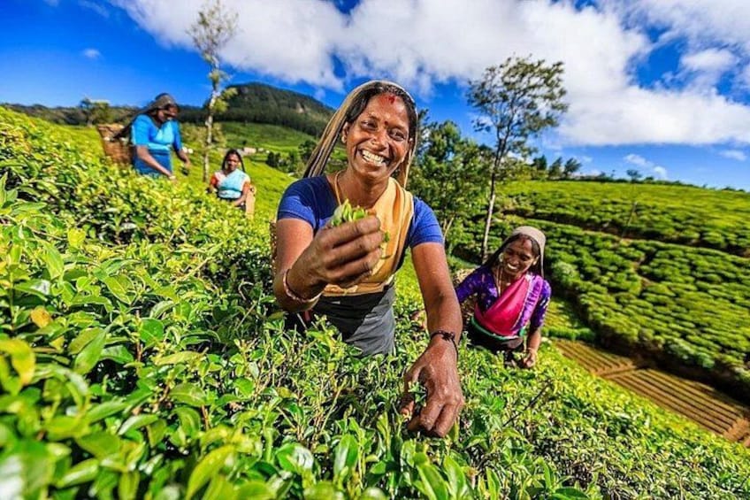 A person harvesting tea leaves in a lush green tea plantation. 3