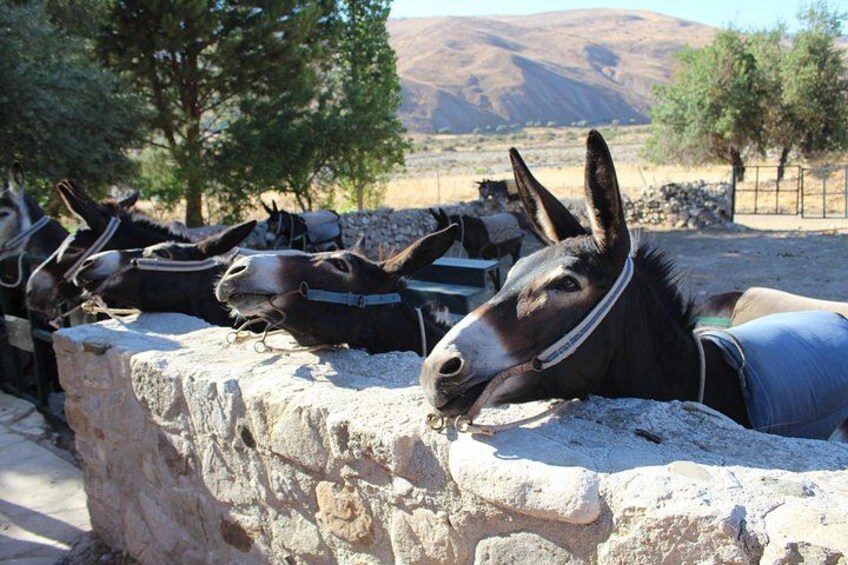 Donkeys resting against a stone wall in a rural setting with trees and mountains in the background. 1