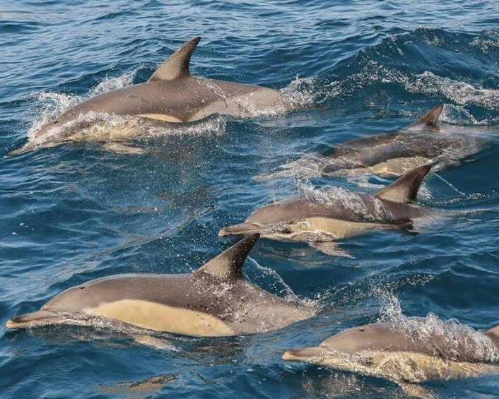 Picture 3 for Activity Newcastle: Port Stephens day tour. Dolphins, hike, swim. 2