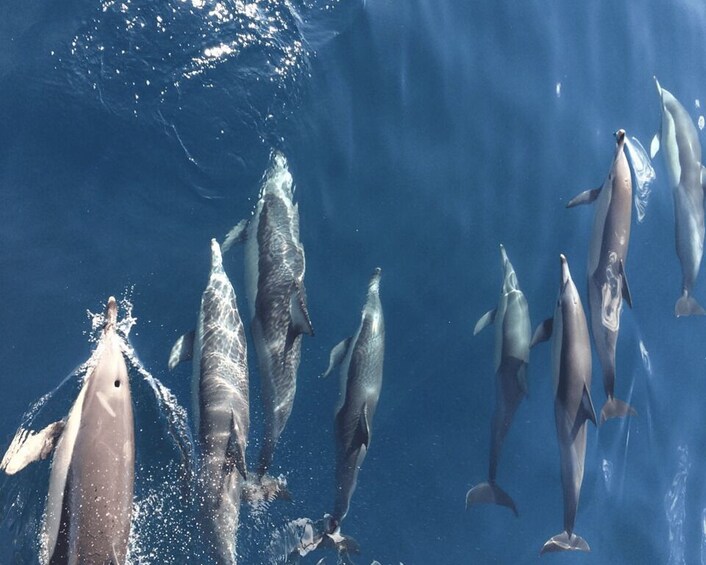 Picture 14 for Activity Newcastle: Port Stephens day tour. Dolphins, hike, swim. 3