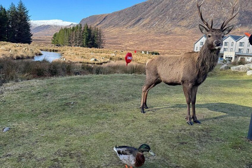 A deer in a grassy field with a mountain and a house in the background. 4
