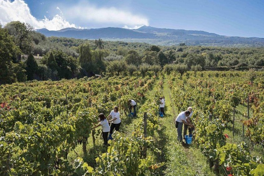 A vineyard with rows of grapevines and workers tending to the plants. 2