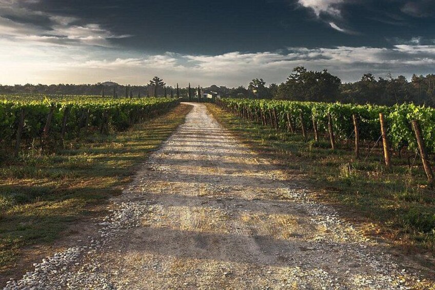 A gravel road leading through a vineyard with rows of grapevines on either side. 4