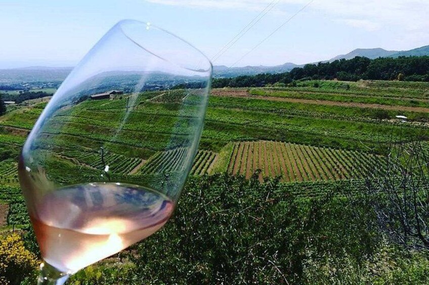 A vineyard with rows of grapevines and a glass of wine. 1