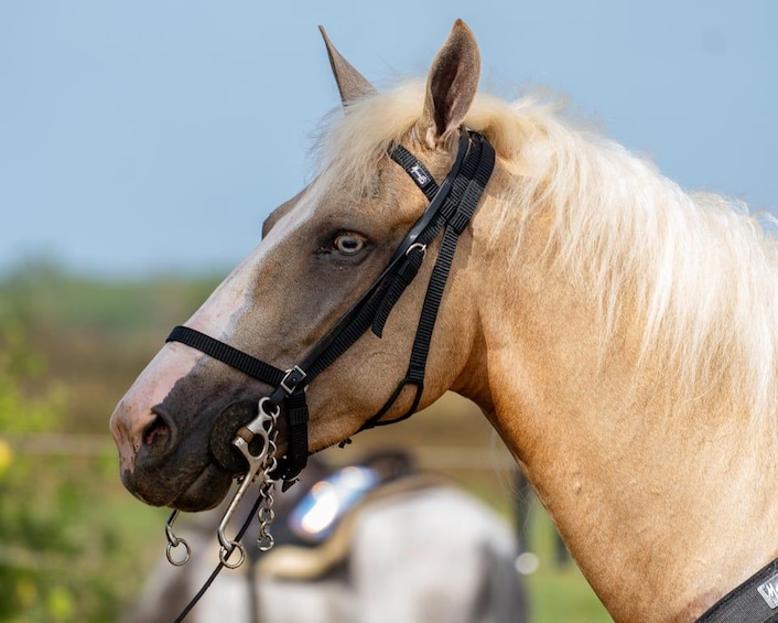 Picture 2 for Activity From Carolina: Horse Riding at a Private Ranch 3
