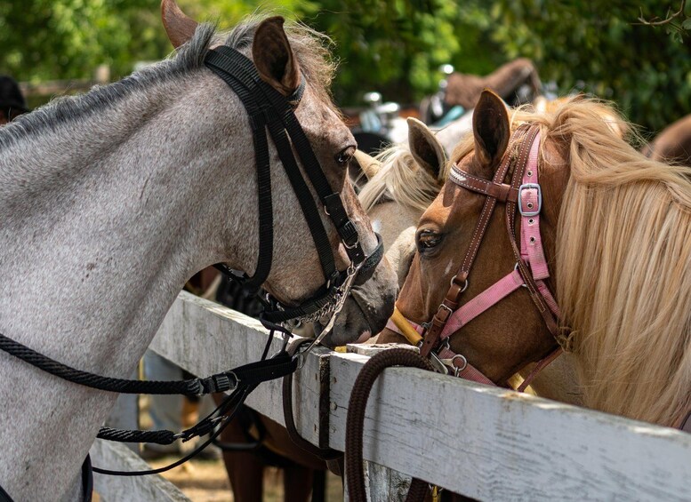 Picture 4 for Activity From Carolina: Horse Riding at a Private Ranch 2