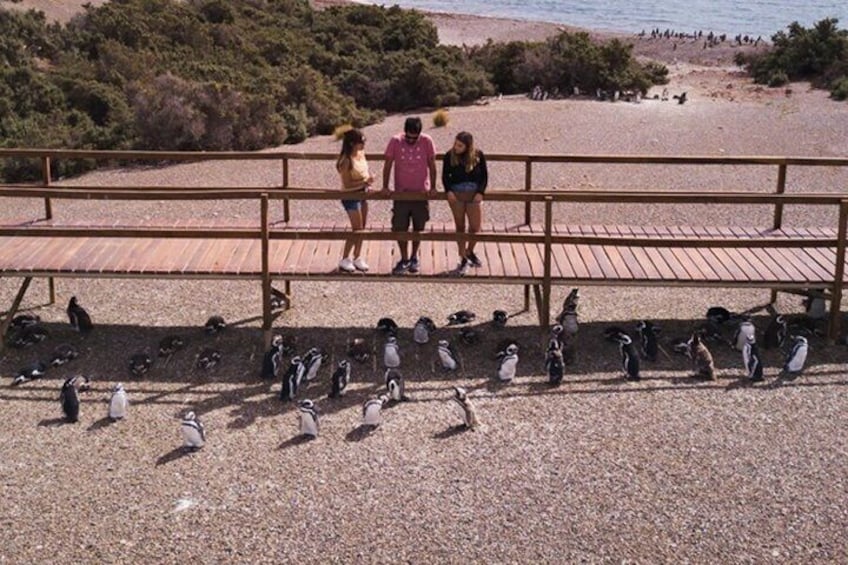 A wooden viewing platform with people observing penguins on the ground below. 3