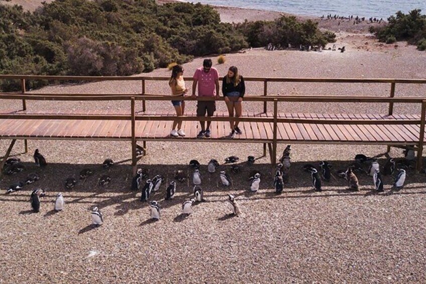 A rocky beach with penguins, a wooden walkway, and a group of people observing. 3