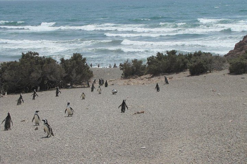 A rocky beach with penguins scattered across the sand, ocean waves in the background, and sparse vegetation. 5