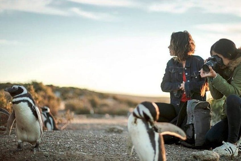 Two people observing penguins on a rocky terrain with a clear sky. 2