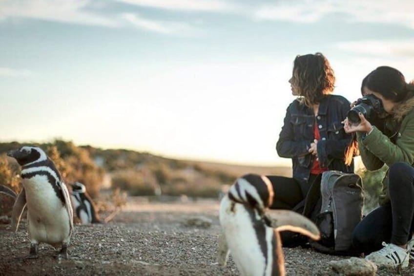 Two people observing penguins on a rocky terrain with a clear sky. 2