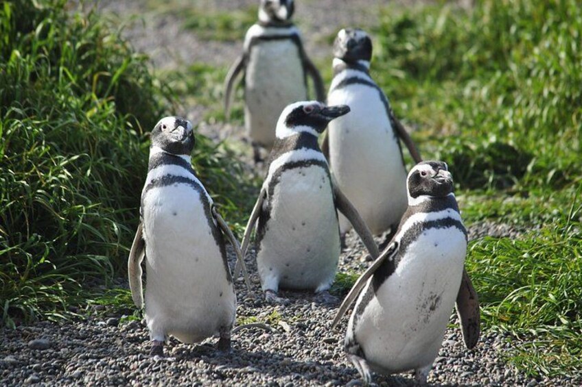 A group of penguins on a gravel path with grass on either side. 1