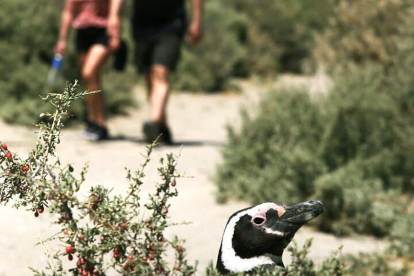 A penguin in a natural setting with greenery and a person walking in the background. 4