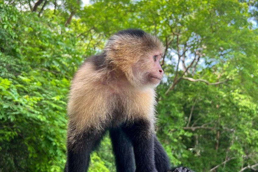 A monkey in a forested area. 3
