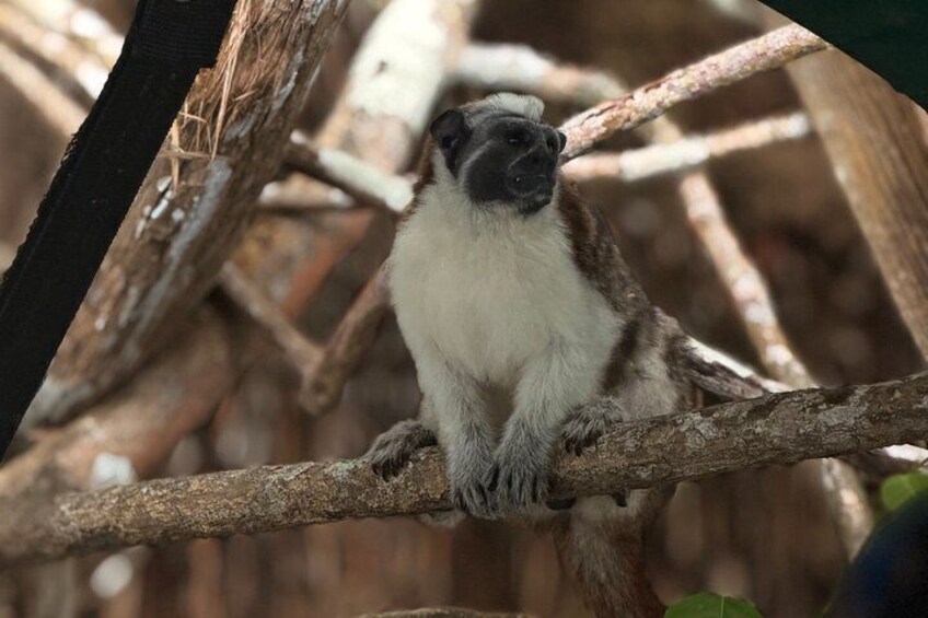 Wildlife Boat Tour in the Panama Canal Lake 2