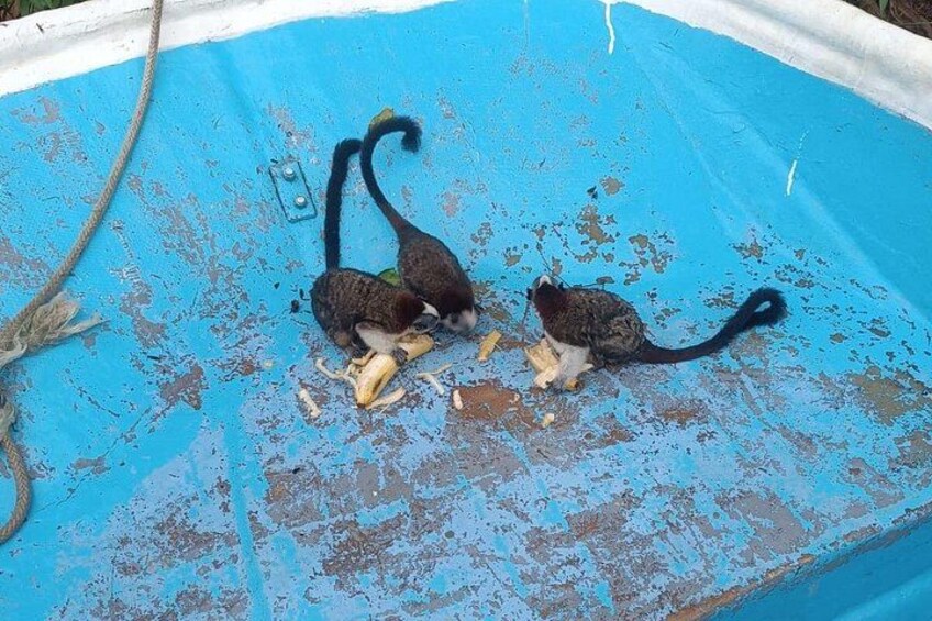 Two cats eating near a blue pool with peeling paint. 4