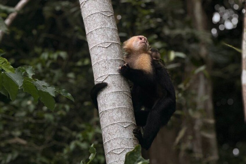 Wildlife Boat Tour in the Panama Canal Lake 4