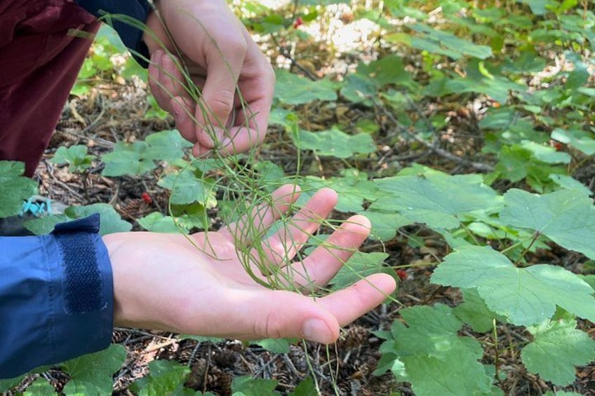 En person som håller i en växt med gröna blad och tunna stjälkar. 2