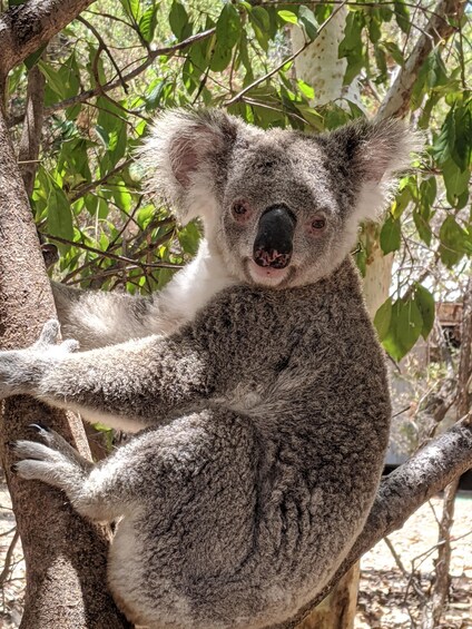 Picture 5 for Activity Magnetic Island: Behind the Scenes with Tim Bee 2