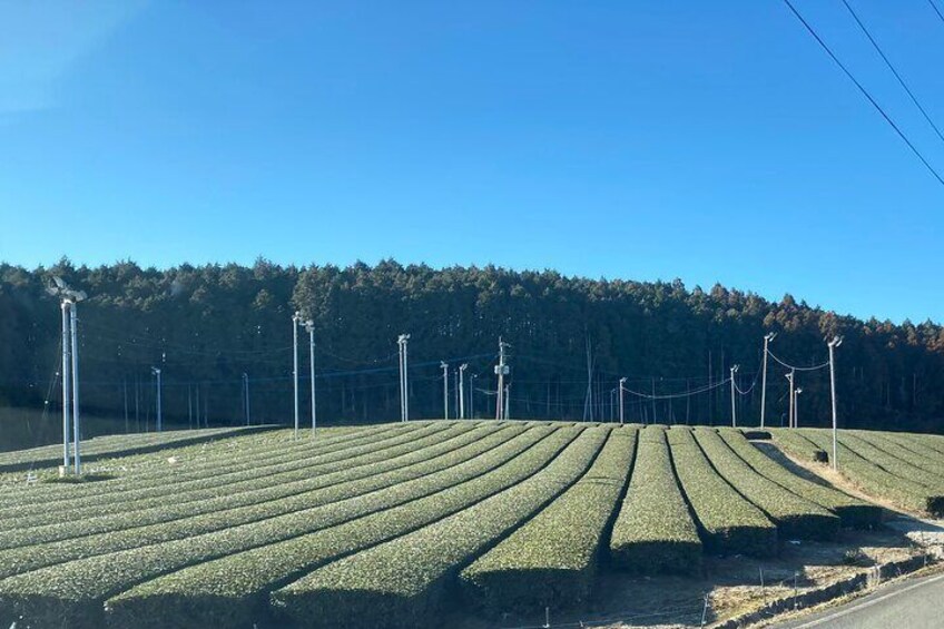 Ureshino Green Tea Fields