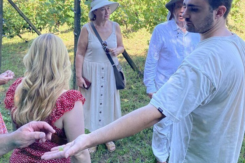 Tasting in a Tuscan Vineyard with transfer from Pisa 2