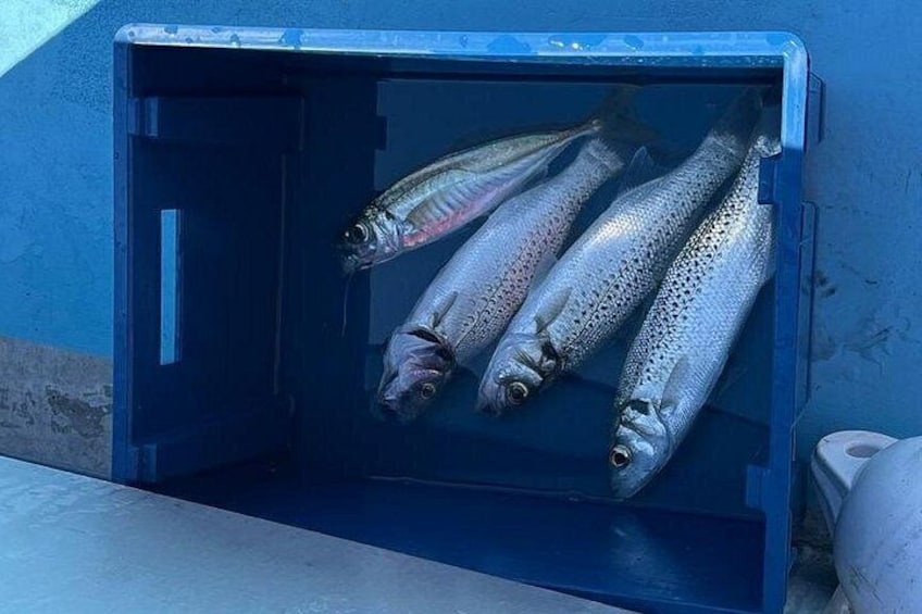 Speckled bass and horse mackerel 3