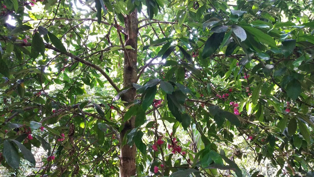 Picture 18 for Activity Zanzibar: Stone Town & Spice Farm Tour with Lunch