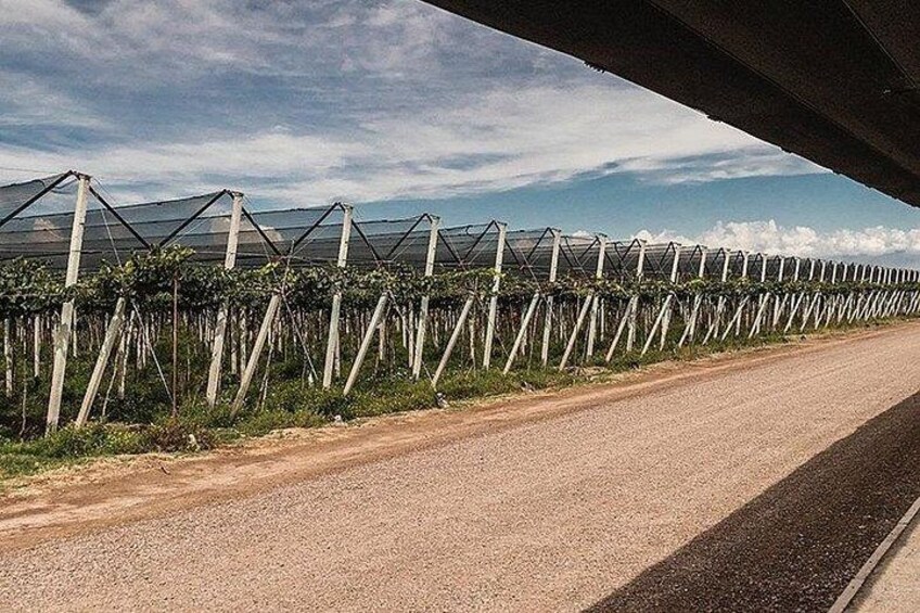 Een weg met een rij akkers onder een viaduct. 3