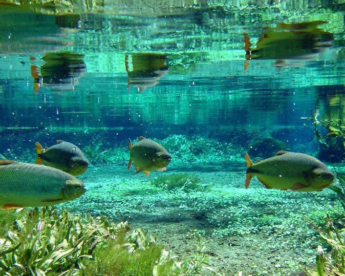 Picture 5 for Activity Bonito: Sucuri River Snorkeling Tour 5