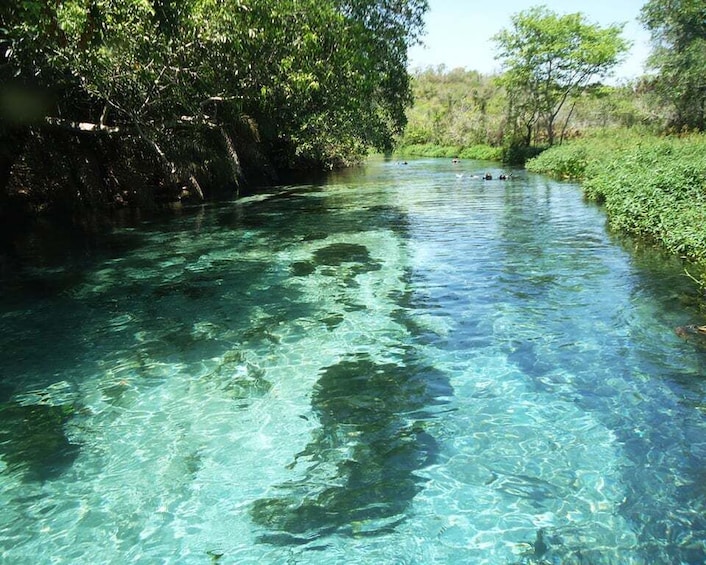 Picture 6 for Activity Bonito: Sucuri River Snorkeling Tour 4