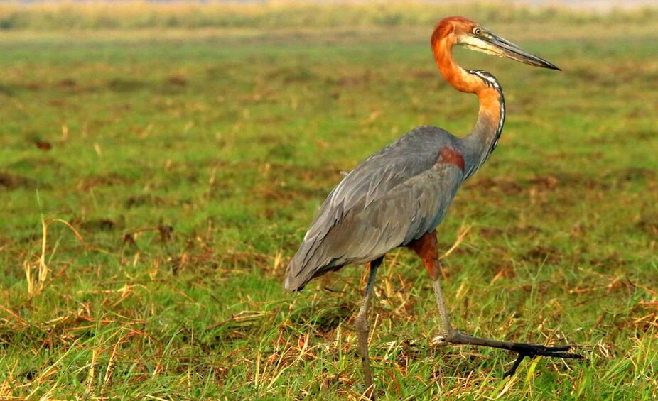 Picture 25 for Activity From Kasane: Chobe National Park Overnight Camping Safari 2