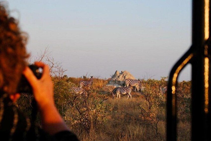 A person taking a photo of zebras in a natural landscape with sparse vegetation and a rocky outcrop. 2