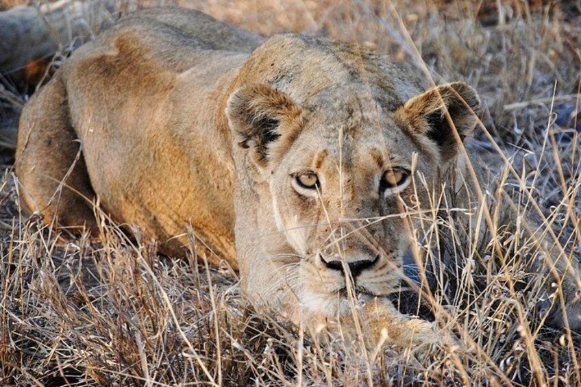 A lion lying in tall grass. 5