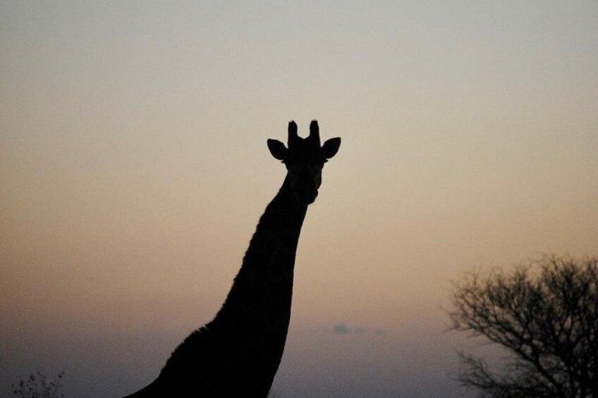 A giraffe silhouette against a sunset sky. 4