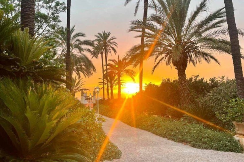 A sunset with palm trees and a pathway. 3