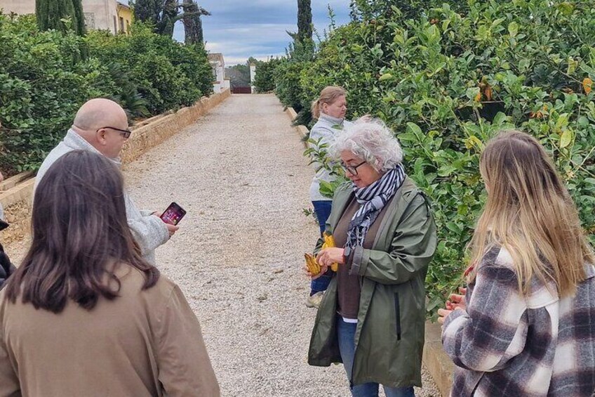 Orange Harvest Experience Exploring a Genuine Citrus Farm