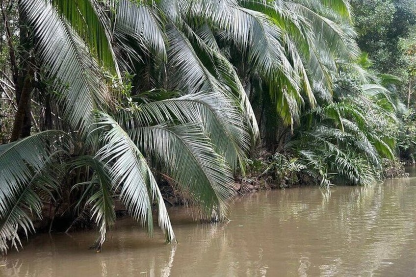 A river with palm trees on the banks. 2