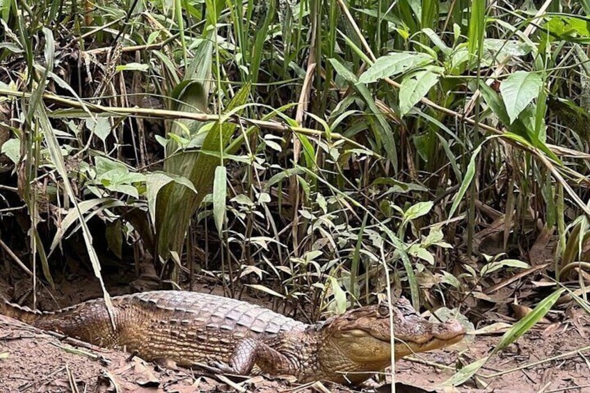 A crocodile in a natural habitat with dense vegetation. 3